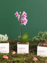 Matera Familia con Planta a Elección